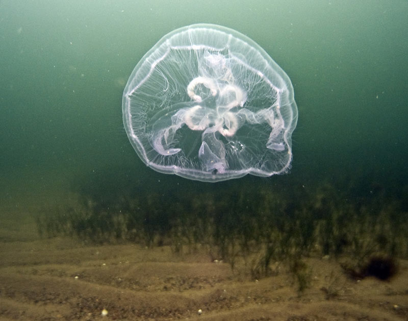 Medusa Jellyfish