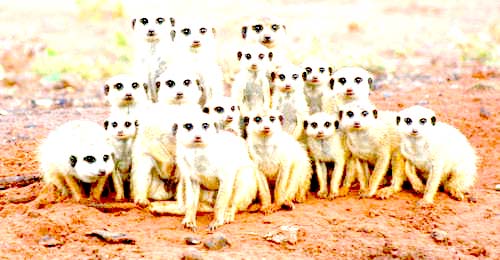 agents in the meerkat economy