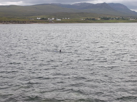 Buoy, girl, seal