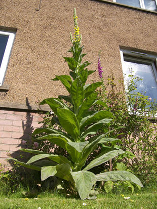 Midsummer Triffid Beanstalk