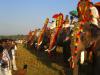Elephants at Temple Festival in Kerala