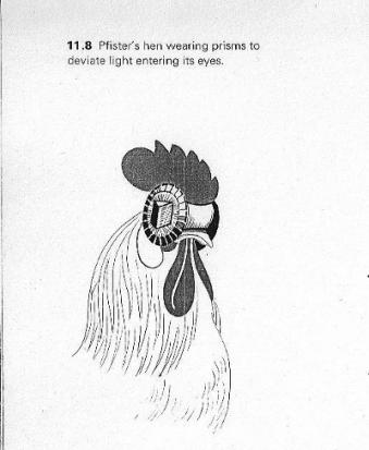 The Chicken as Visual Researcher